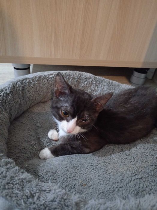 Котёнок мальчик ищет дом.