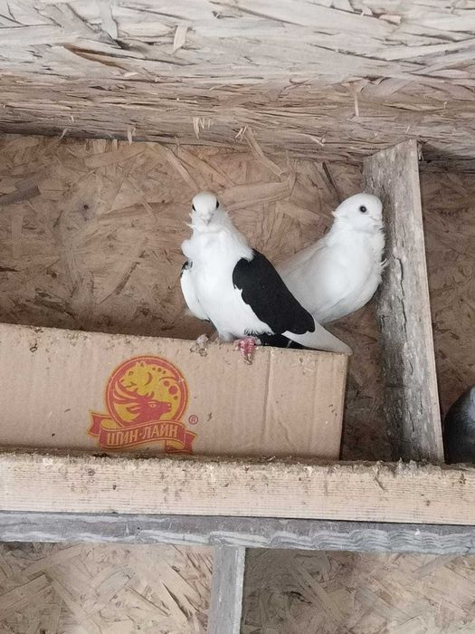 Продам готовую пару голубей