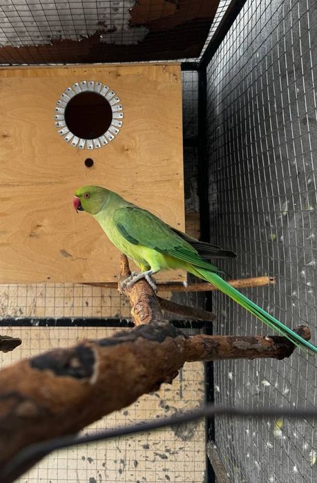 1 par ajirella 1yoshli