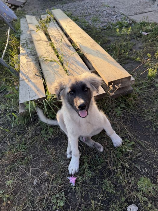 Щенок