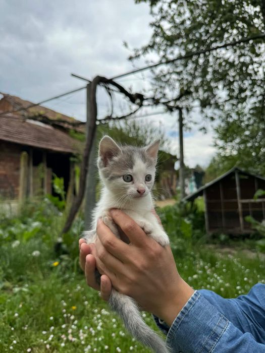 Подарявам  Котенца
