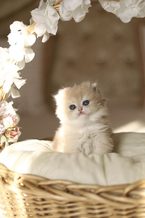Котенок Золотая Шиншилла