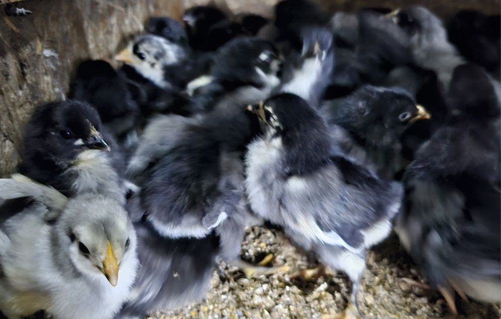 Продаются недельные цыплята