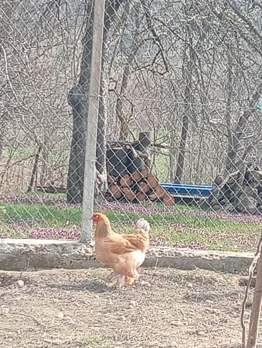 Găini Brahma Columbia și HD