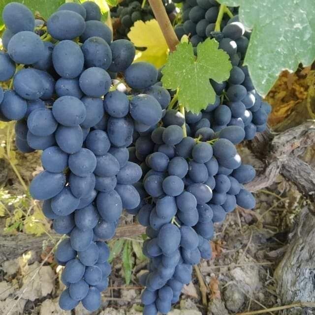 Продаётся виноград винные и столовое сорта