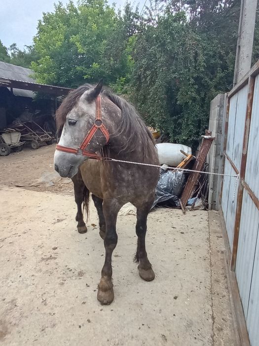Vând cal de 4 pe 5 ani bun de ham sănătos  înăltime 170  mere în  1  șin  2  mai multe detalii la telefon