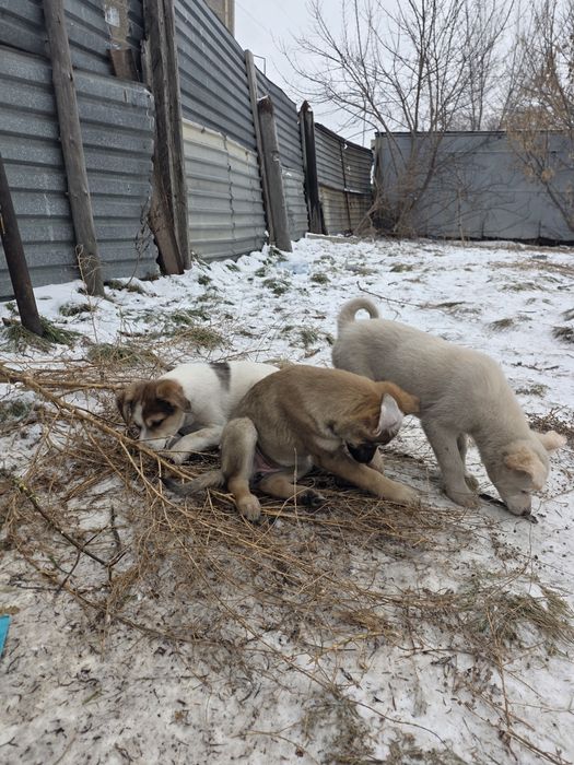 Самая сладкая девочка Джесика   2 месяца