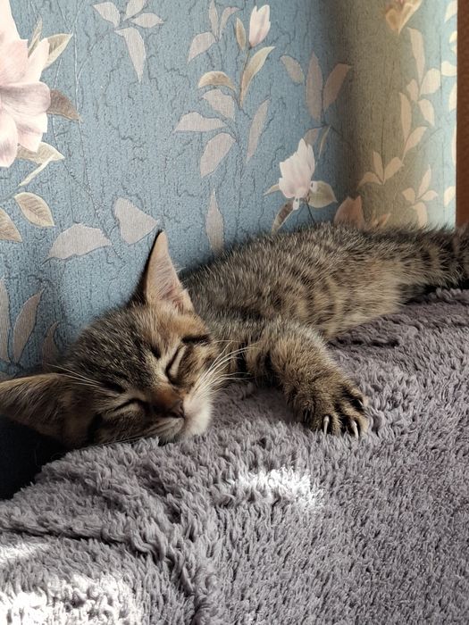 Котенок мальчик в добрые руки