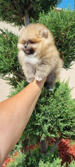 Померан  померан