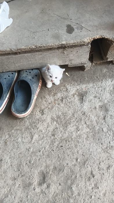 Котяти очень хорошие и очень милые.