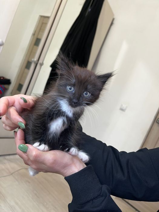 Отдам котенка в добрые руки