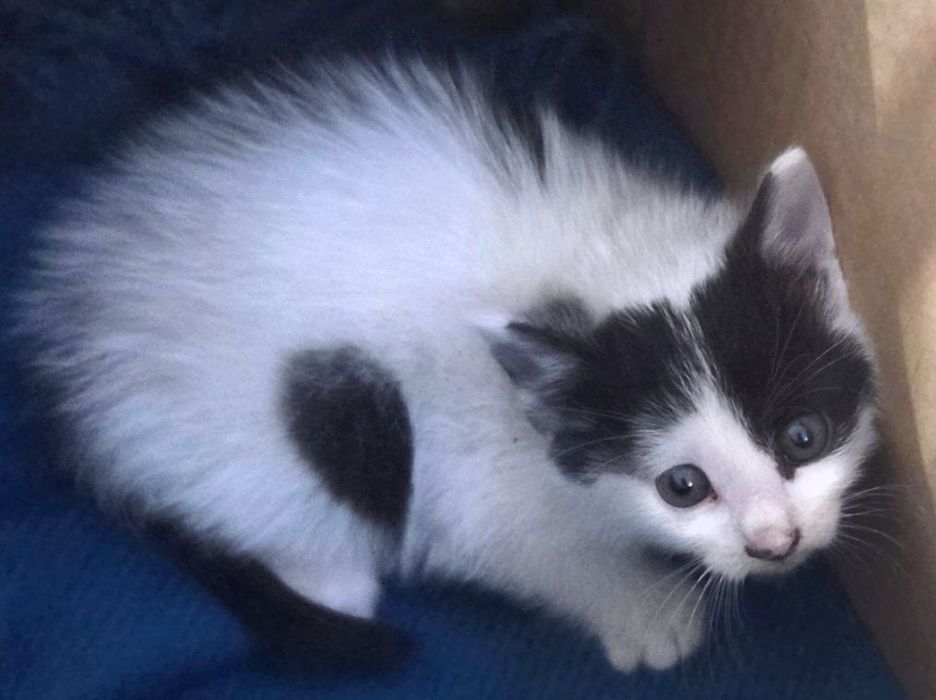 Pui de pisica spre adoptie