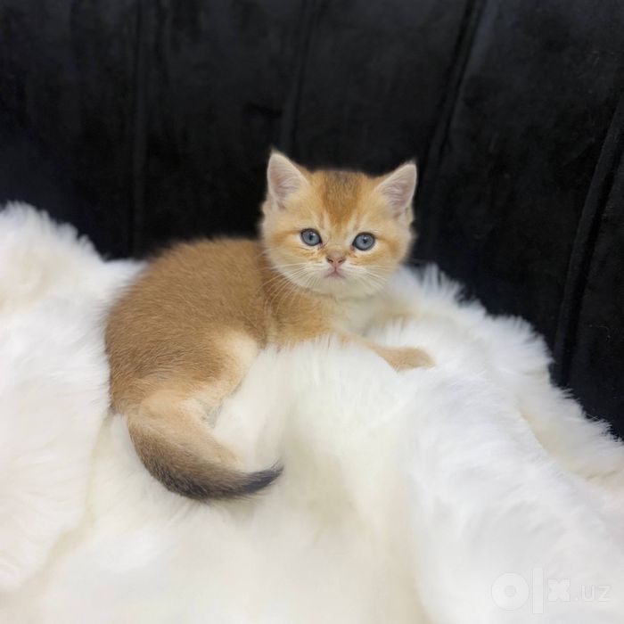 Чистокровный окрас золотая шиншилла