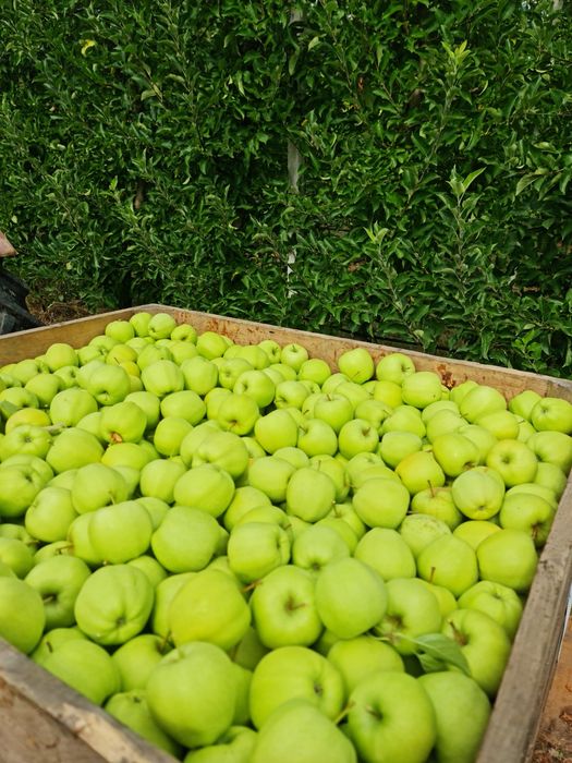 Vând mere livadă proprie! Calitatea I