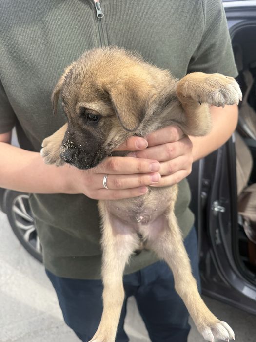 Щенята в Актау добрые руки