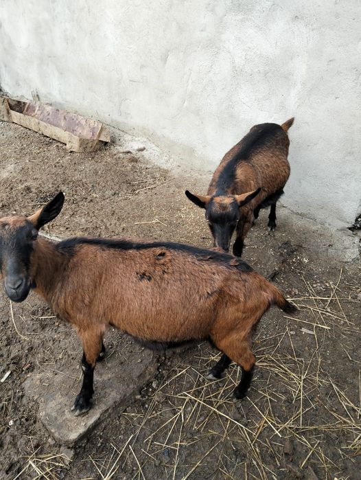 Capre de vînzare urgent
