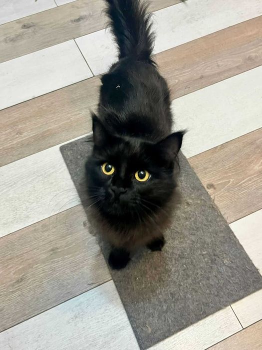 Молодая кошечка ищет добрых хозяев