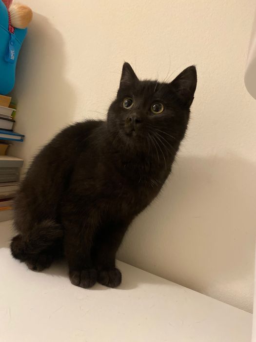 Котенце момче 5 мес