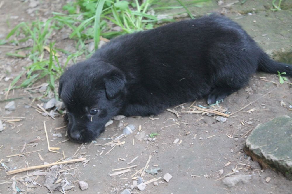 Отдаём щенков в добрые руки