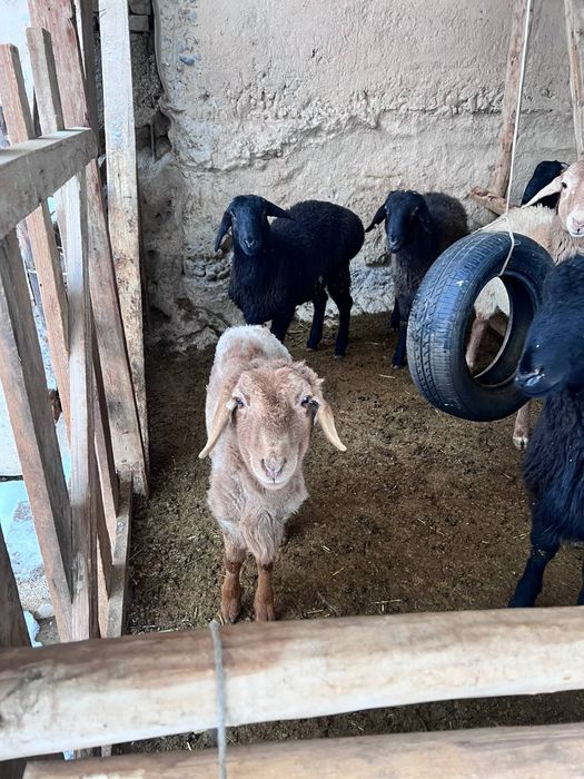 Srochna sotiladi 10 ta qoy bor 4500 mindan