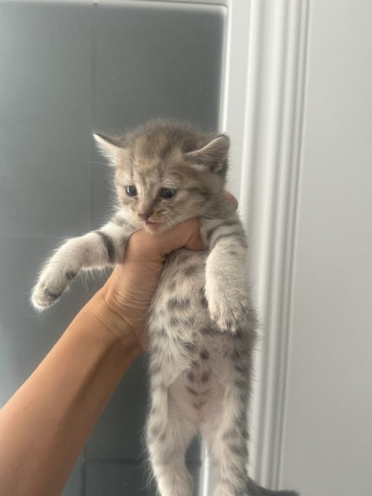 Скоттиш  девочка шотландская