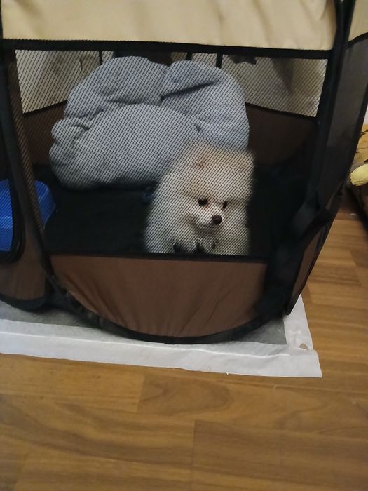 Продавам мини щпиц