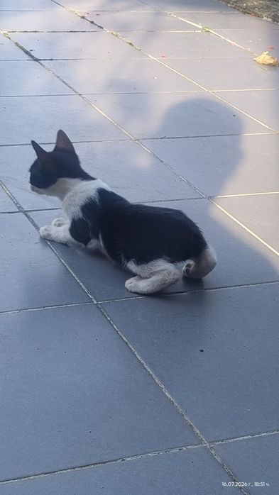 Котенце без опашка