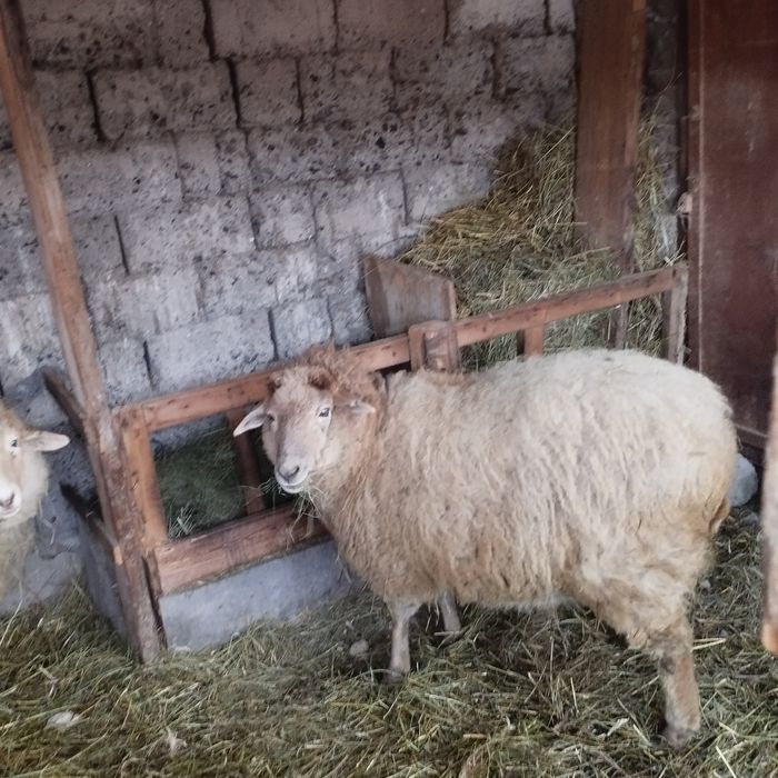 Продам баранов - 1 год 10 месяцев