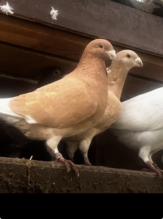 Porumbei voiajori de vanzare