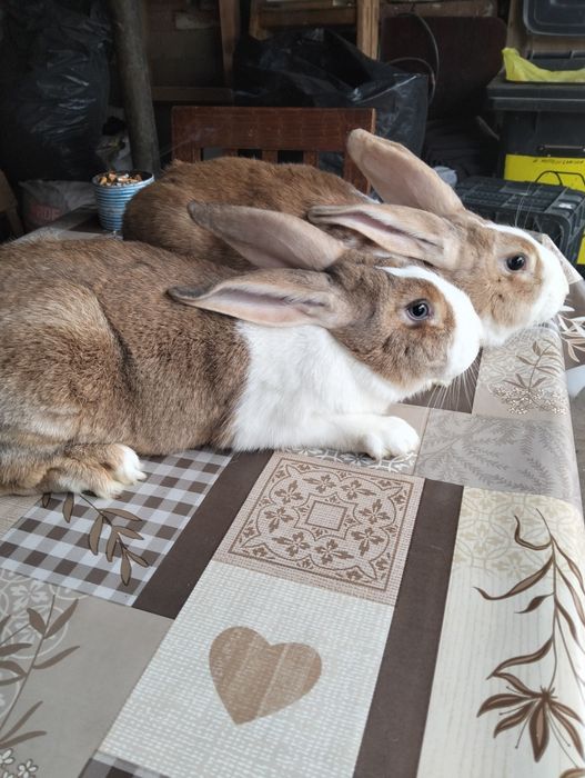 Iepuri hycole francez