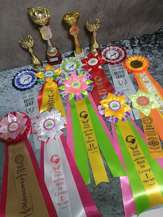 Русский охотничий спаниель для вязок