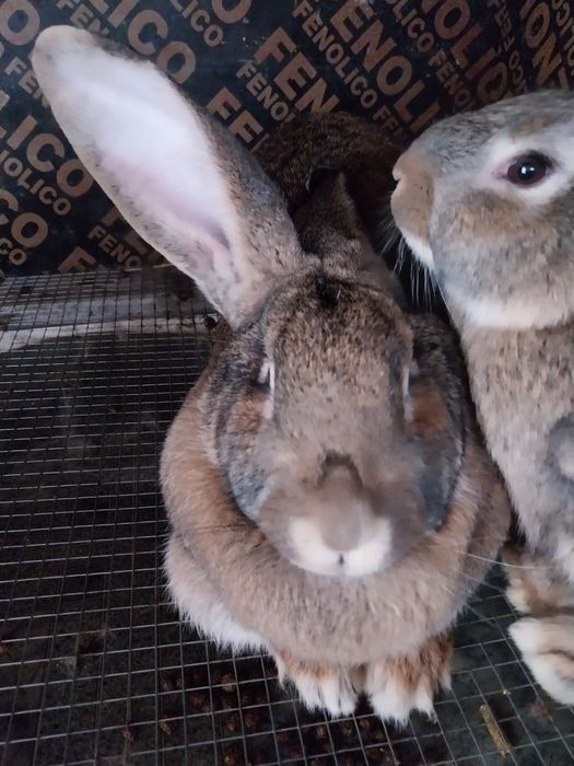 Зайци Великани и Пеперуди