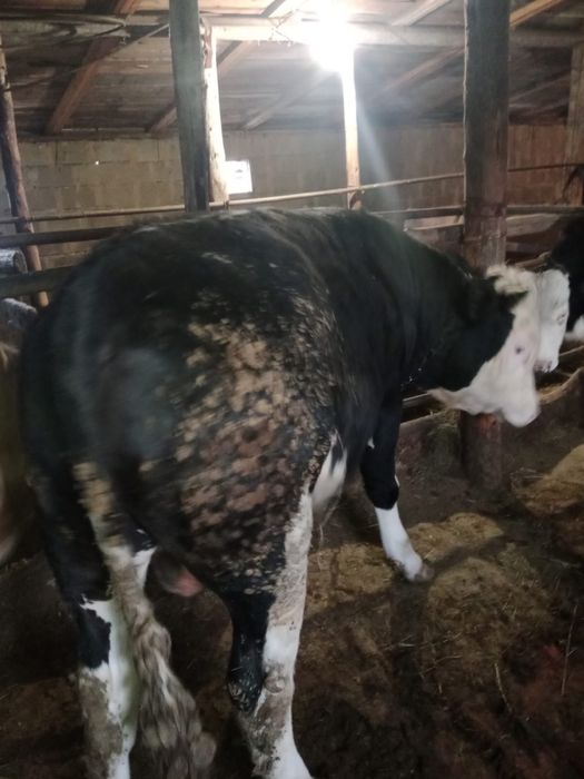 Бұқа тайынша сатылады