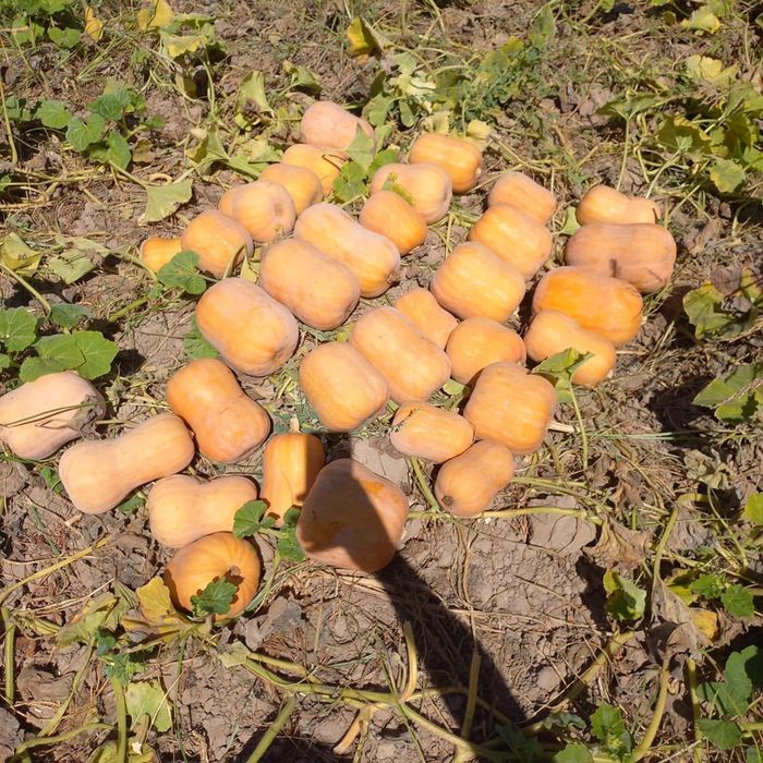 Асқабақ сатылады Ф1 сорт