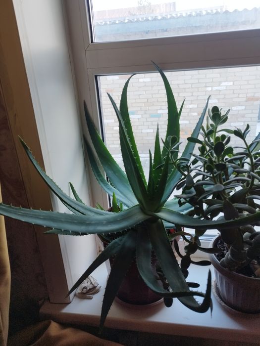 Денежное дерево цветущее