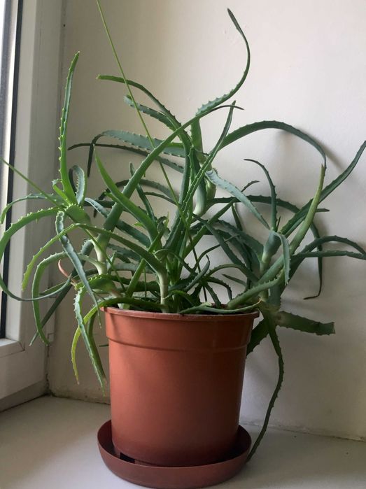 Лекарственное растение Алое