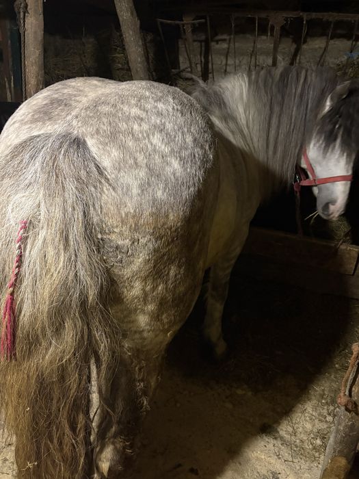 De vanzare doi armasarii,lucrati la padure