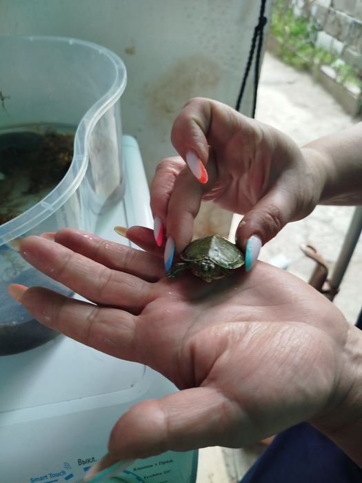 Продам, морских черепах