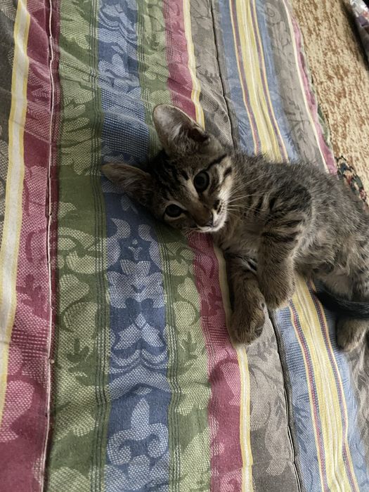 котенок мальчик