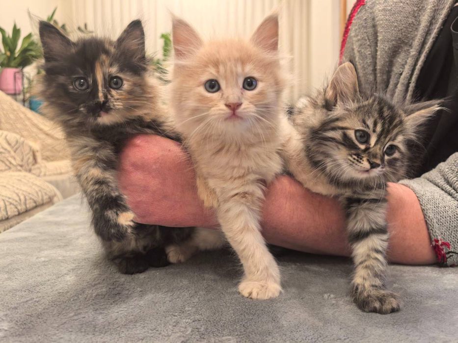 Пушистые комочки счастья ищут свой дом