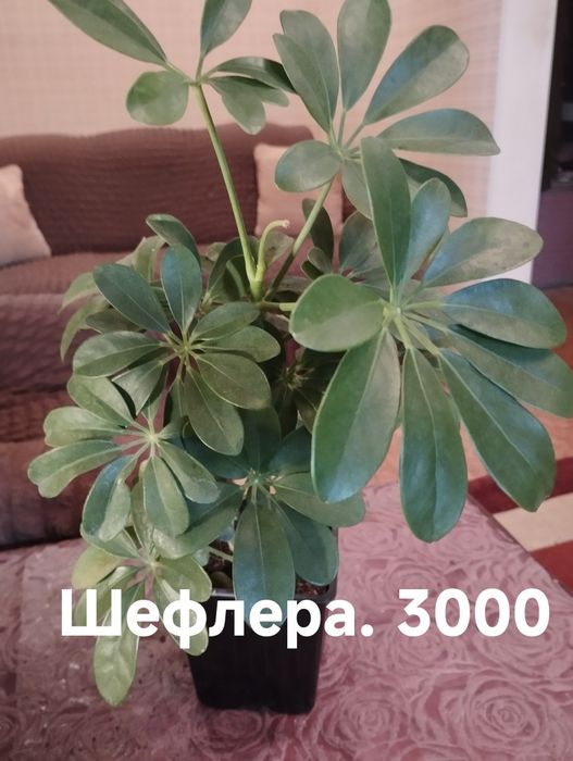 Продам комнатные растения
