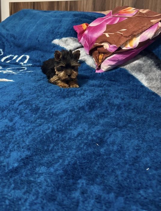 Yorkshire Terrier