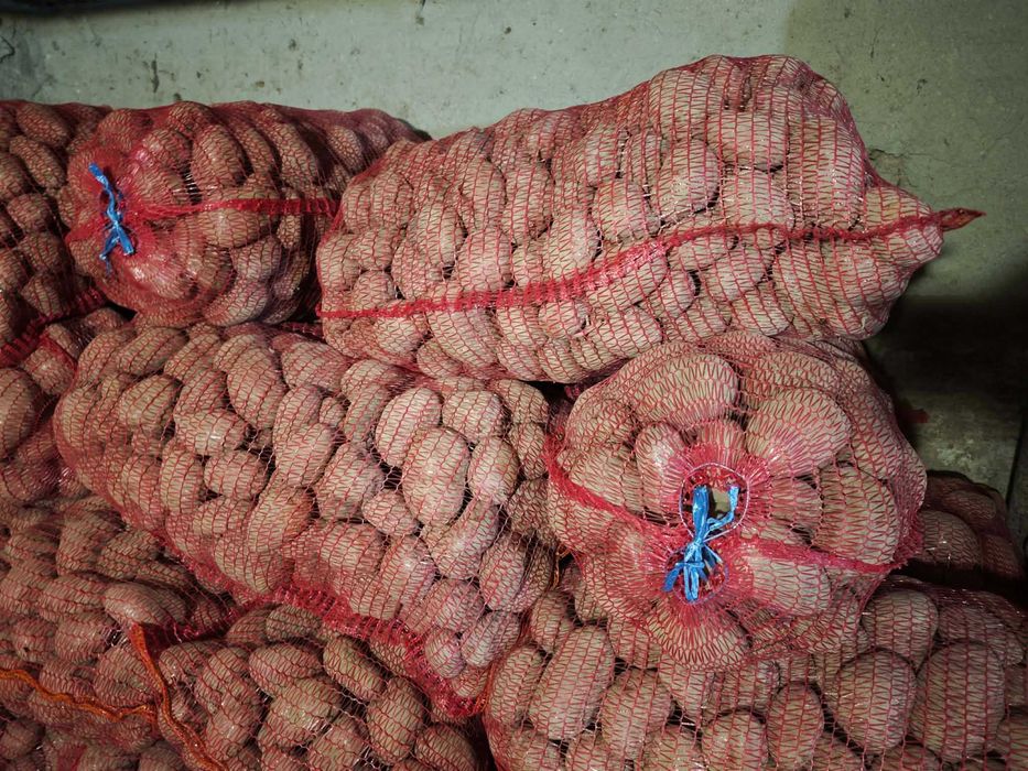 Cartofi consum Bellarosa