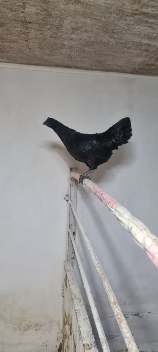 Продам семью курей аям ценами