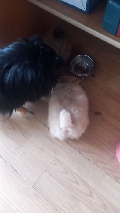 Щенки шпица миник