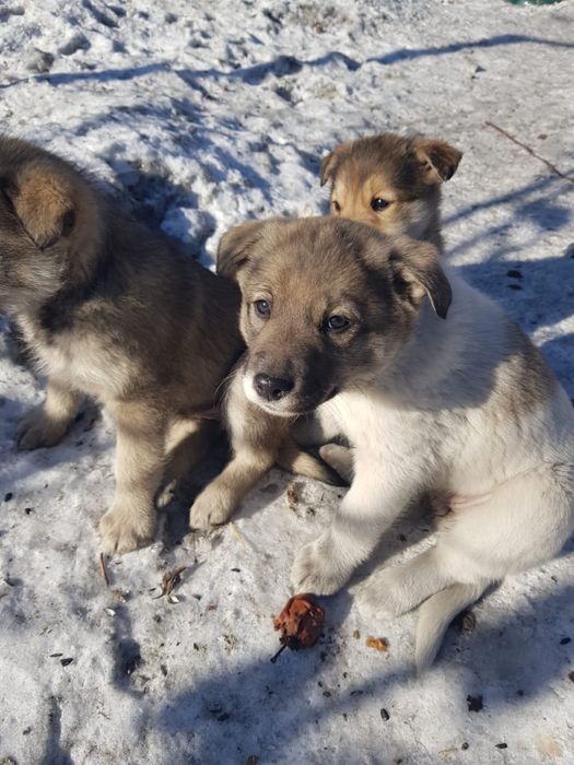 Симпатичные щенки в хорошие руки.