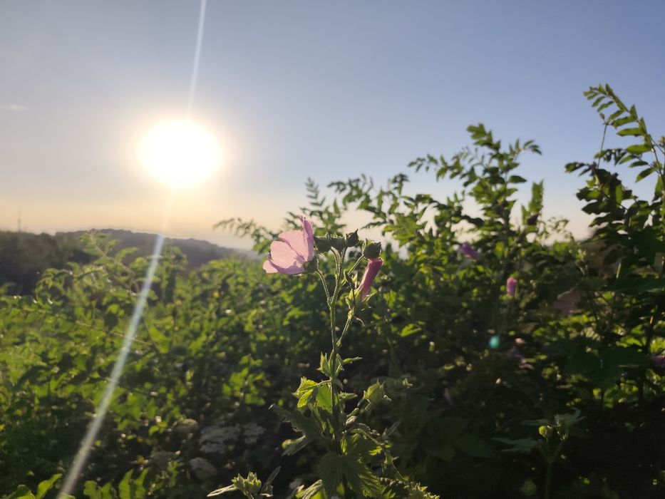 Redmi note 15 pro+