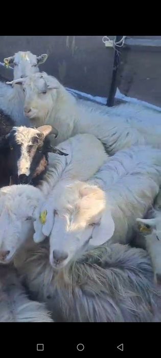 Продается Коза 13 штук