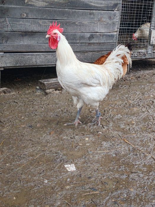 Cocosi La Bresse alb