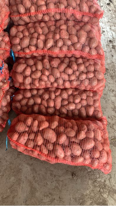 Avem cartofi de consum